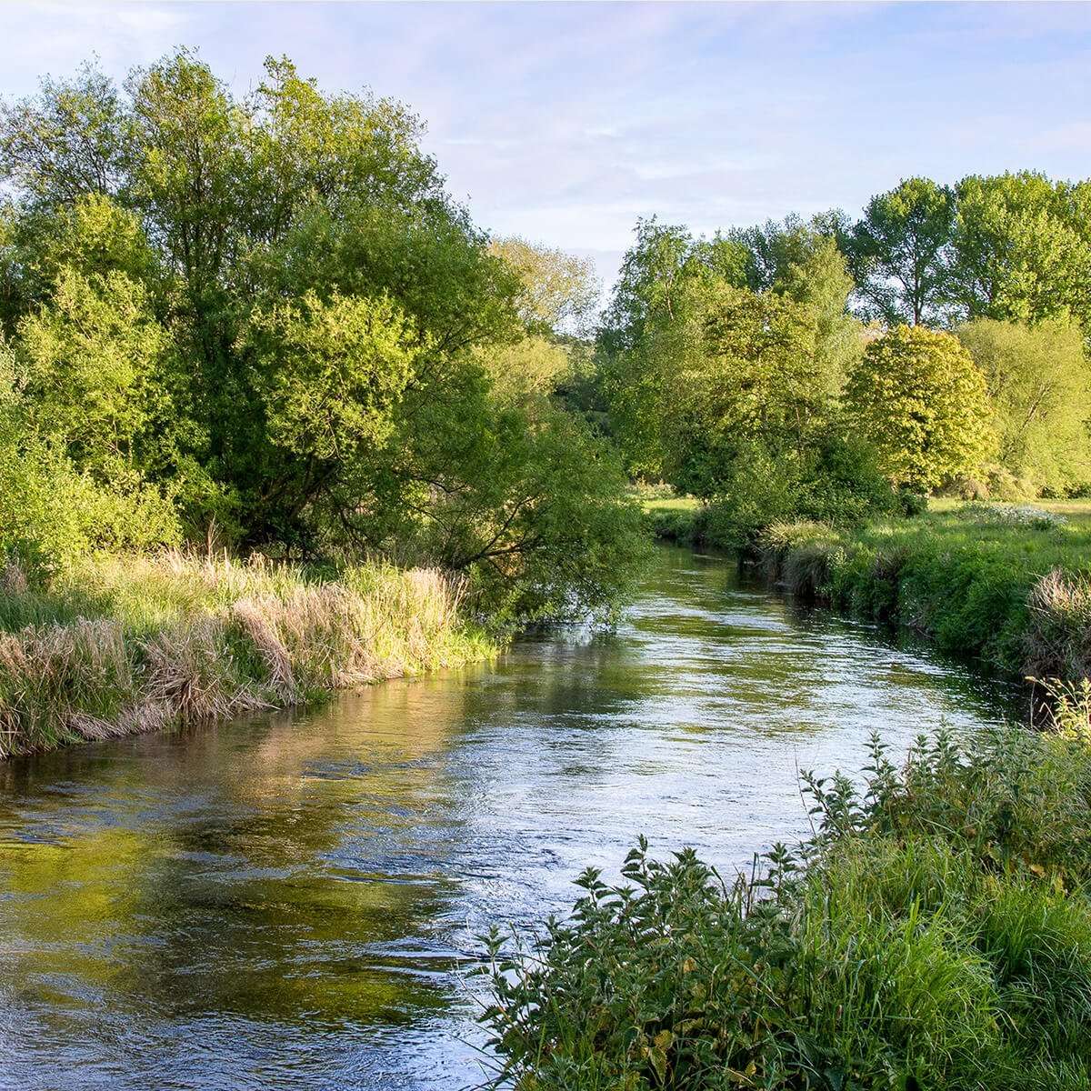 Hampshire’s Chalk Streams: The perfect environment for rainbow trout