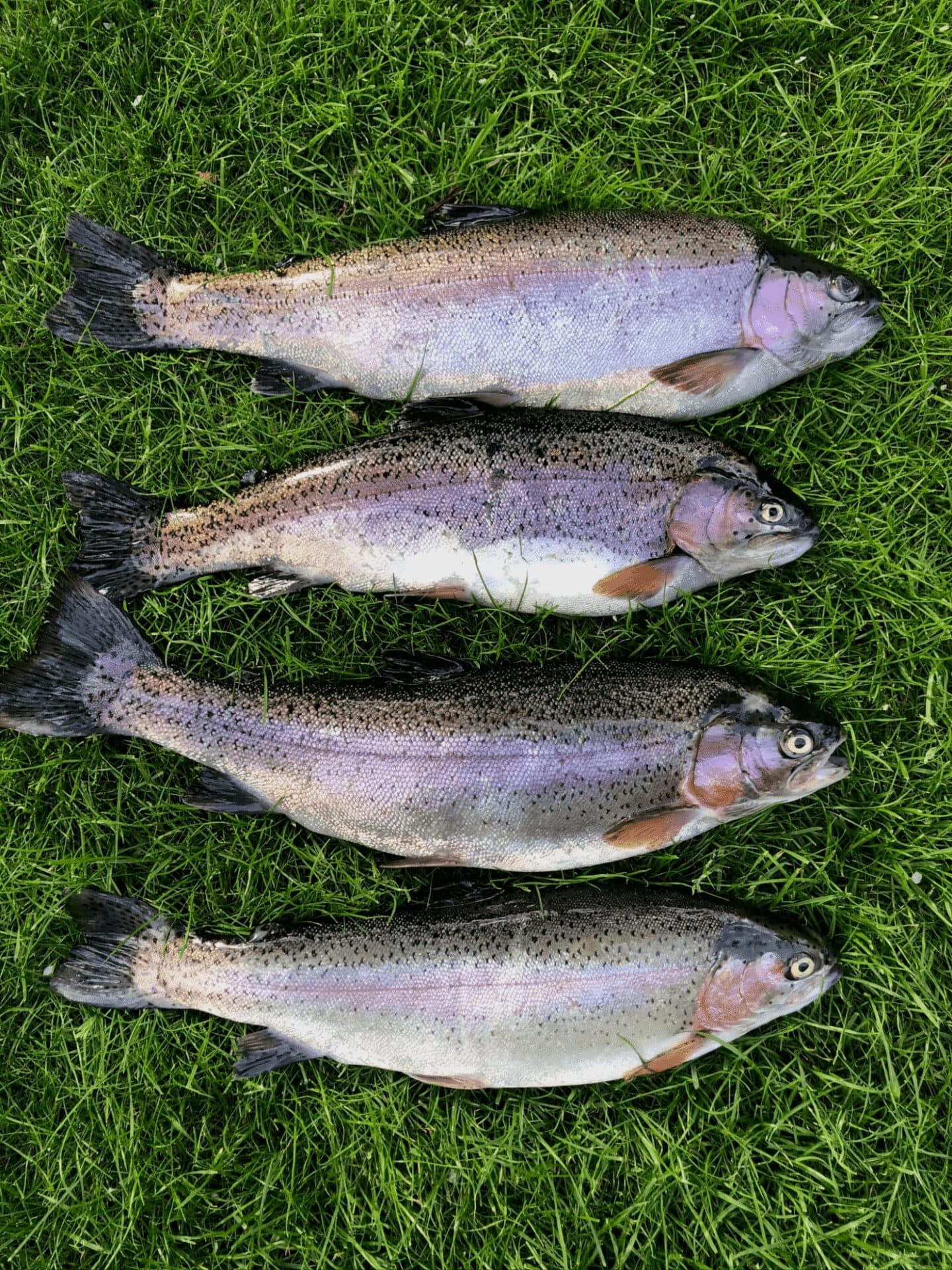 rainbow trout