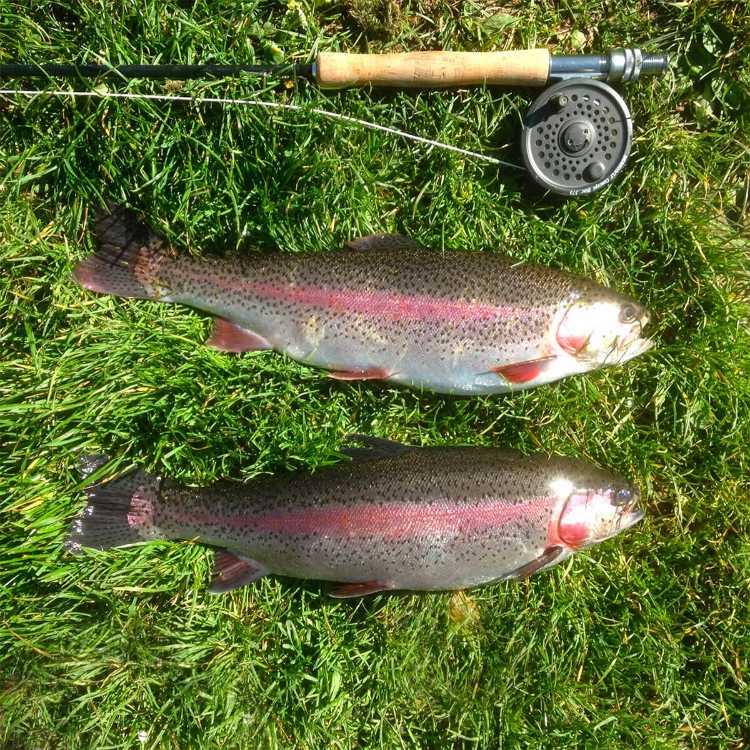 hamsphire trout sm